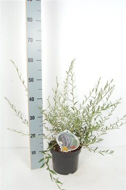 Budlėja pražangialapė  (Lot Buddleja alternifolia)  C3/P19 50-60 CM