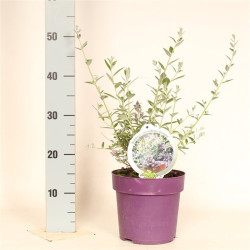 Pražangialapė budlėja (Lot Buddleja altern.