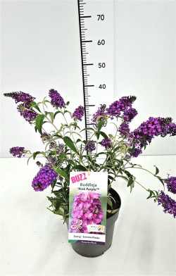 Budlėja (Lot Buddleja) 'Buzz Pink Purple' C3/P19 | BUDLĖJOS | KRŪMAI