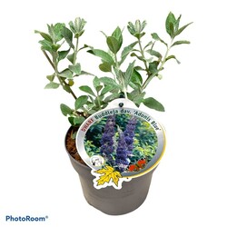 Budlėja Davido (Lot Buddleja d.) 'Adonis Blue' C3/P19 | BUDLĖJOS | KRŪMAI