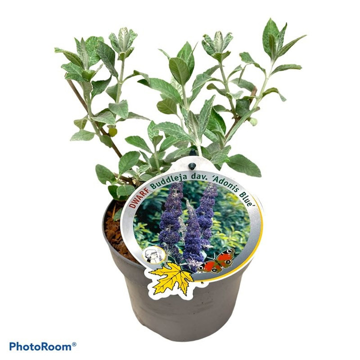 Budlėja Davido (Lot Buddleja d.) 'Adonis Blue' C3/P19 | BUDLĖJOS | KRŪMAI