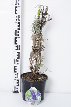 Budlėja Davido (Lot Buddleja d.) 'Adonis Blue' C3/P19 40-50 CM | BUDLĖJOS | KRŪMAI