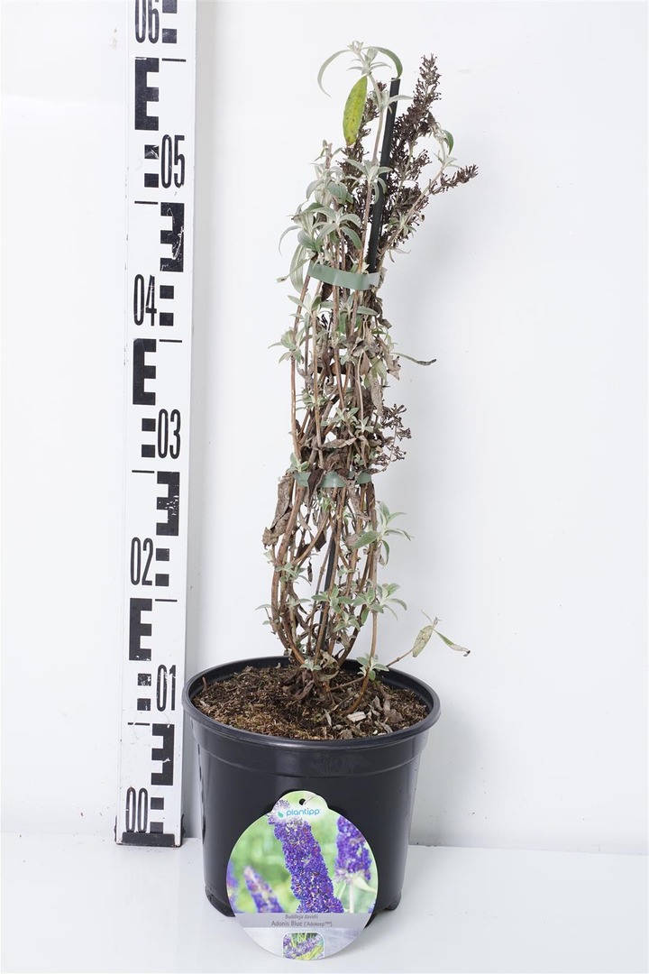 Budlėja Davido (Lot Buddleja d.) 'Adonis Blue' C3/P19 40-50 CM | BUDLĖJOS | KRŪMAI