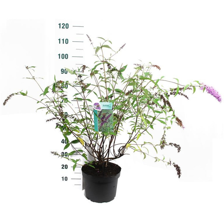 Budlėja Davido (Lot Buddleja d.) 'Border Beauty' C10 80-100 CM | BUDLĖJOS | KRŪMAI