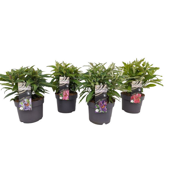 Budlėja Davido (Lot Buddleja d.) 'Butterfly Candy Collection' C2/P17