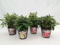 Budlėja Davido (Lot Buddleja d.) 'Butterfly Candy Collection' C2/P17 POTCOVER - nuotrauka 2