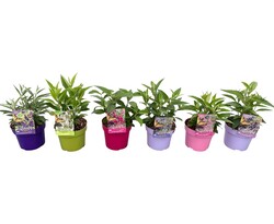 Budlėja Davido (Lot Buddleja d.) 'Butterfly Candy Collection' C3/P19 35-40 CM - nuotrauka 1