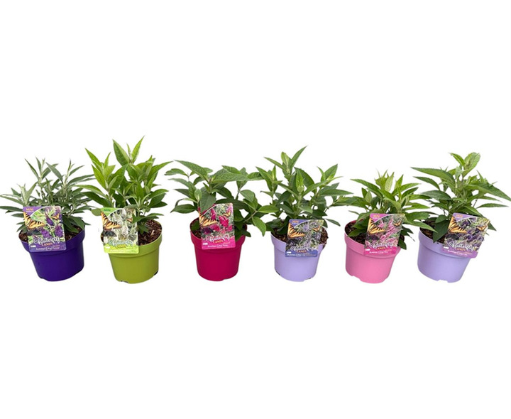 Budlėja Davido (Lot Buddleja d.) 'Butterfly Candy Collection' C3/P19 35-40 CM | BUDLĖJOS | KRŪMAI