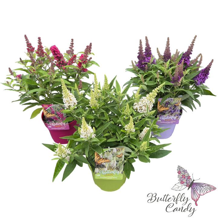 Budlėja Davido (Lot Buddleja d.) 'Butterfly Candy Collection' C3/P19 35-40 CM | BUDLĖJOS | KRŪMAI