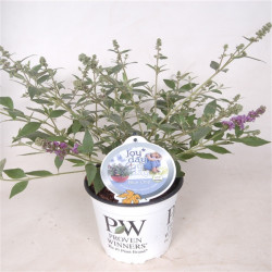 Budlėja Davido (Lot Buddleja d.) 'Blue Chip' C3/P19 - nuotrauka 1