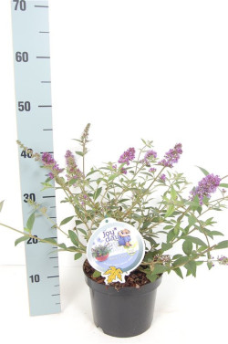 Budlėja Davido (Lot Buddleja d.) 'Blue Chip' C3/P19 - nuotrauka 2