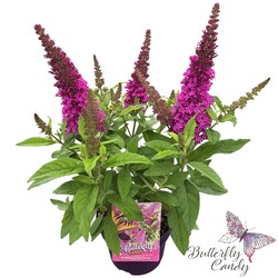 Budlėja Davido (Lot Buddleja d.) 'Butterfly Candy Little Cerise' C3/P19 35-40 CM | BUDLĖJOS | KRŪMAI