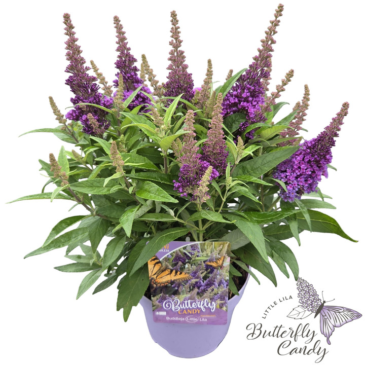 Budlėja Davido (Lot Buddleja d.) 'Butterfly Candy Little Lila' C3/P19 35-40 CM | BUDLĖJOS | KRŪMAI