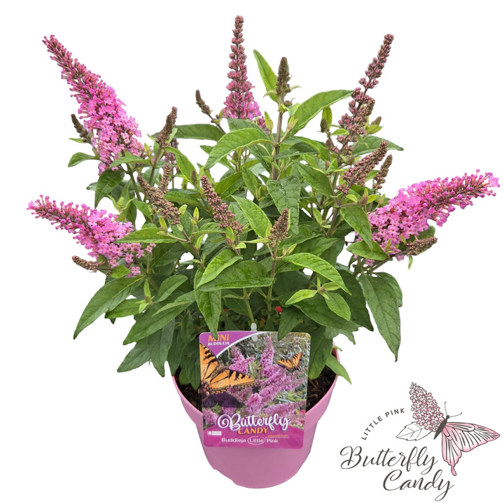 Budlėja Davido (Lot Buddleja d.) 'Butterfly Candy Little Pink' C3/P19 35-40 CM | BUDLĖJOS | KRŪMAI