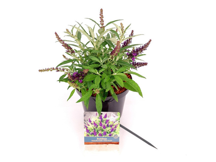 Budlėja Davido (Lot Buddleja d.) 'Butterfly Candy Little Purple' C3/P19 25-30 CM | BUDLĖJOS | KRŪMAI