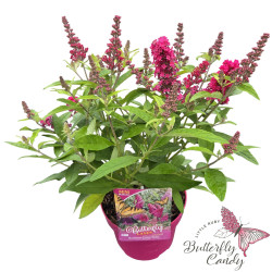 Budlėja Davido (Lot Buddleja d.) 'Butterfly Candy Little Ruby' C3/P19 35-40 CM | BUDLĖJOS | KRŪMAI