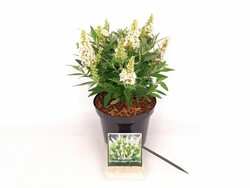 Budlėja Davido (Lot Buddleja d.) 'Butterfly Candy Little White' C3/P19 25-30 CM | BUDLĖJOS | KRŪMAI