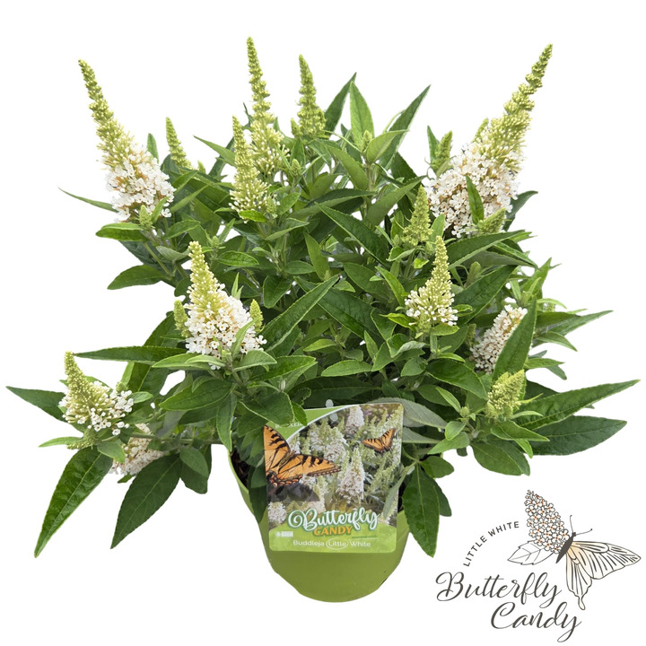 Budlėja Davido (Lot Buddleja d.) 'Butterfly Candy Little White' C3/P19 35-40 CM | BUDLĖJOS | KRŪMAI