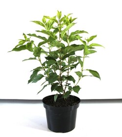 Šluotelinė Hortenzija (Lot Hydrangea Paniculata) Hercules ® Dydis C5 - nuotrauka 3