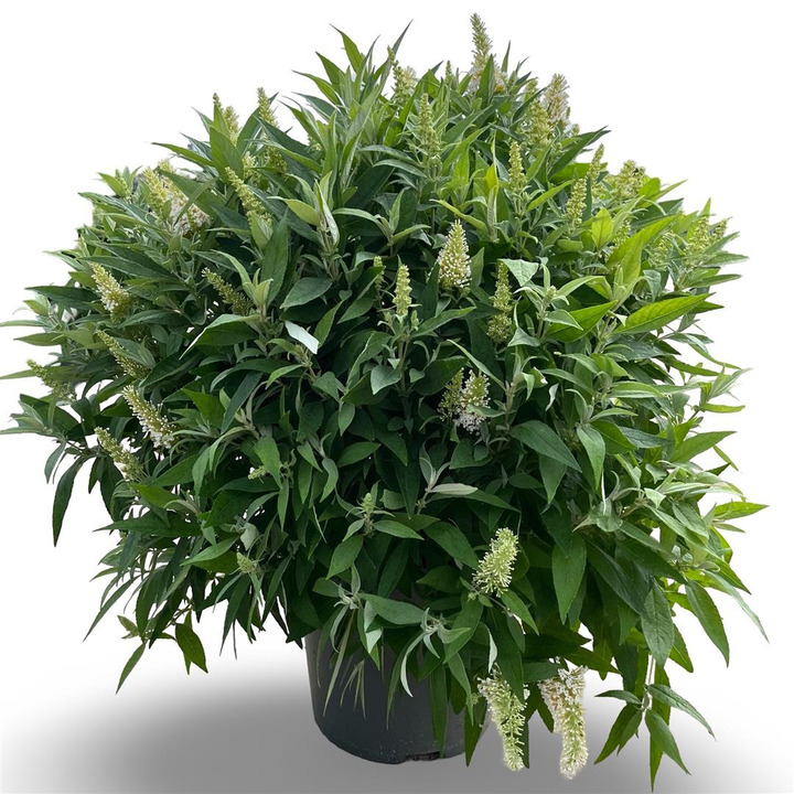 Budlėja Davido (Lot Buddleja d.) 'Butterfly Candy Little White' C12 60-80 CM | BUDLĖJOS | KRŪMAI