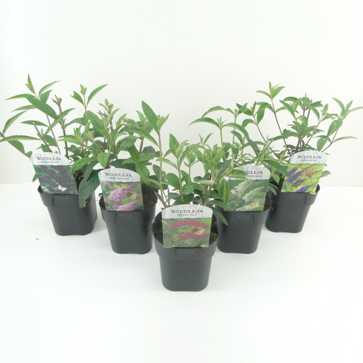 Budlėja Davido (Lot Buddleja d.) 'Black Knight' C2/P17 | BUDLĖJOS | KRŪMAI