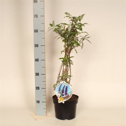 Budlėja Davido (Lot Buddleja d.) 'Black Knight' C3/P19 50-60 CM | BUDLĖJOS | KRŪMAI