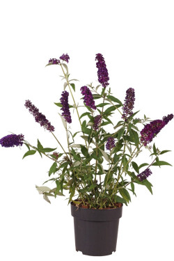 Budlėja Davido (Lot Buddleja d.) 'Black Knight' C4/P21 | BUDLĖJOS | KRŪMAI