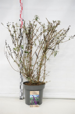 Budlėja Davido (Lot Buddleja d.) 'Black Knight' C12 80-100 CM - nuotrauka 1