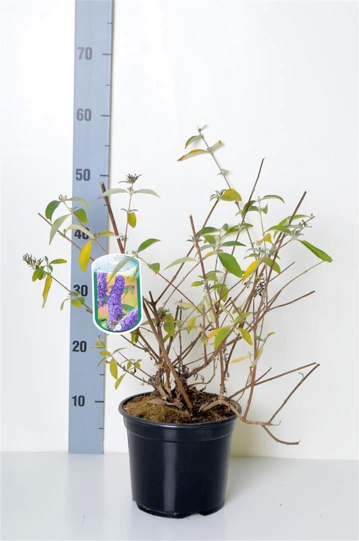 Budlėja Davido (Lot Buddleja d.) 'Country Blue' C3/P19 40-50 CM | BUDLĖJOS | KRŪMAI