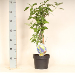 Budlėja Davido (Lot Buddleja d.) 'Ellen's Blue' C3/P19 50-60 CM | BUDLĖJOS | KRŪMAI