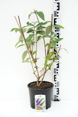 Budlėja Davido (Lot Buddleja d.) 'Empire Blue' C3/P19 40-50 CM | BUDLĖJOS | KRŪMAI