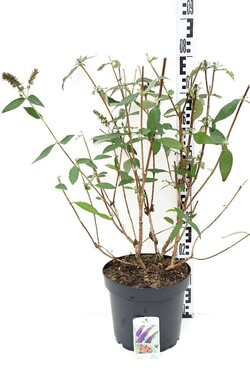 Budlėja Davido (Lot Buddleja d.) 'Empire Blue' C7,5/P26 60-70 CM | BUDLĖJOS | KRŪMAI