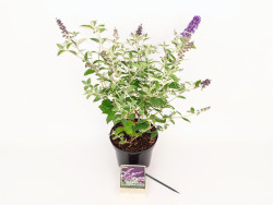 Budlėja Davido (Lot Buddleja d.) 'Free Pet. Blue Heaven' C3/P19 25-30 CM - nuotrauka 3