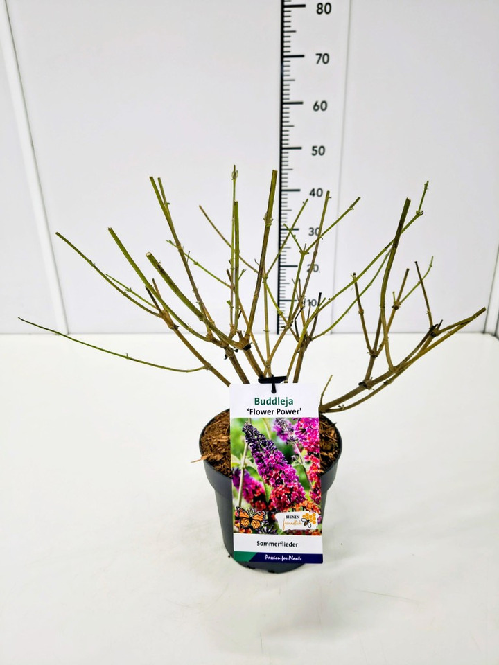 Budlėja Davido (Lot Buddleja d.) 'Flower Power' C5/P23 | BUDLĖJOS | KRŪMAI