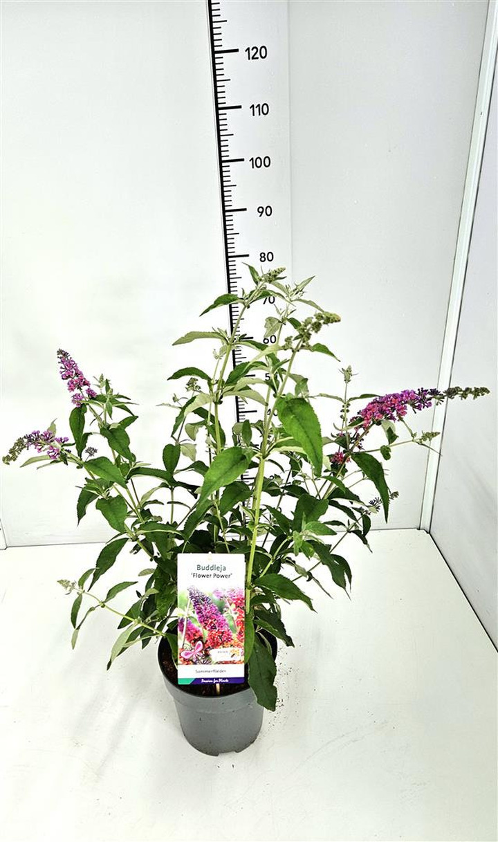 Budlėja Davido (Lot Buddleja d.) 'Flower Power' C5/P23 | BUDLĖJOS | KRŪMAI
