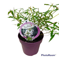 Budlėja Davido (Lot Buddleja d.) 'Free Pet.