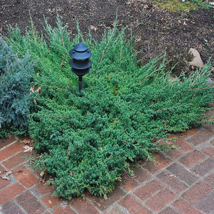 Kadagys Šliaužiantysis (Lot Juniperus Procumbens) 'NANA' C3 20-30CM-KADAGIAI-SPYGLIUOČIAI