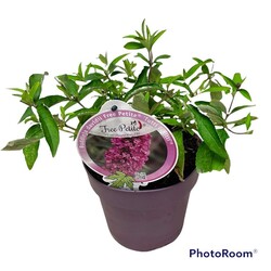 Budlėja Davido (Lot Buddleja d.) 'Free Pet.