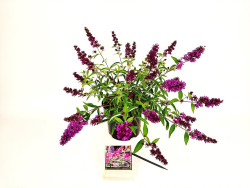 Budlėja Davido (Lot Buddleja d.) 'Free Pet.Tutti Frutti' C3/P19 25-30 CM - nuotrauka 2
