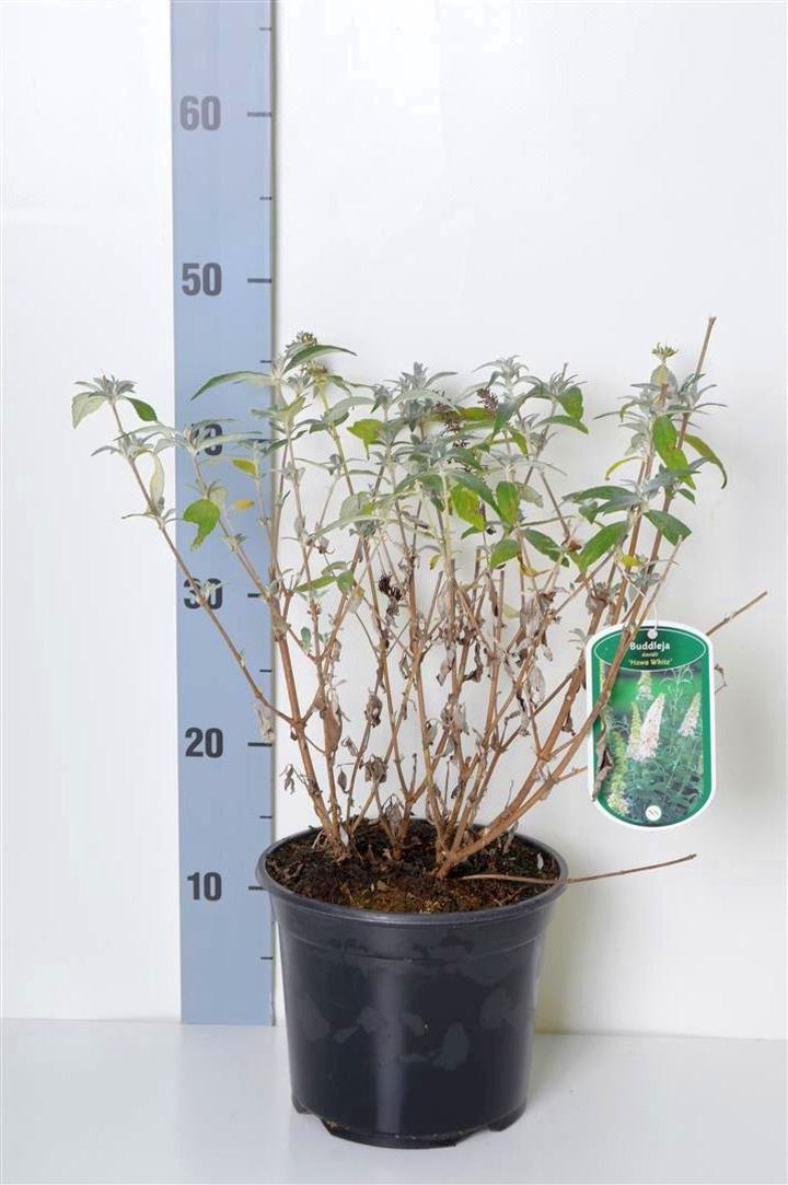 Budlėja Davido (Lot Buddleja d.) 'Hawa White' C3/P19 40-50 CM | BUDLĖJOS | KRŪMAI
