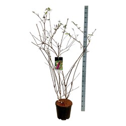 Budlėja Davido (Lot Buddleja d.) 'Ile de France' C15 100-125 CM - nuotrauka 1
