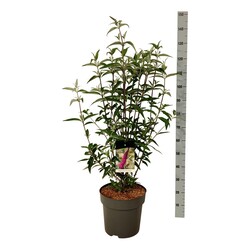 Budlėja Davido (Lot Buddleja d.) 'Ile de France' C15 100-125 CM - nuotrauka 2