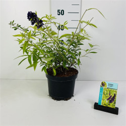Budlėja Davido (Lot Buddleja d.) 'Magda's Gold Knight' C3/P19 30-40 CM | BUDLĖJOS | KRŪMAI