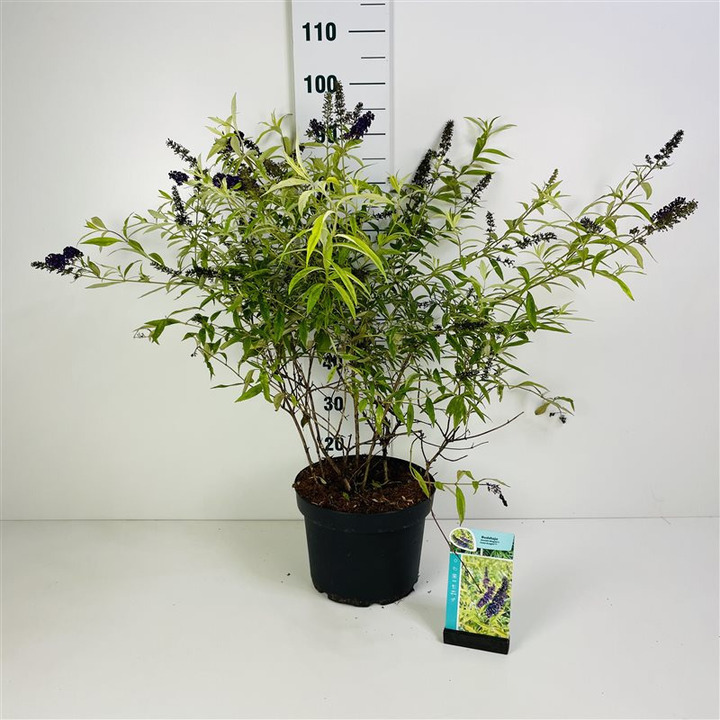 Budlėja Davido (Lot Buddleja d.) 'Magda's Gold Knight' C10 60-80 CM | BUDLĖJOS | KRŪMAI