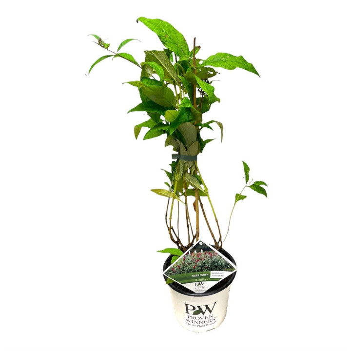 Budlėja Davido (Lot Buddleja d.) 'Miss Ruby' C3/P19 | BUDLĖJOS | KRŪMAI