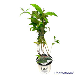 Budlėja Davido (Lot Buddleja d.) 'Miss Ruby' C3/P19 50-60 CM | BUDLĖJOS | KRŪMAI