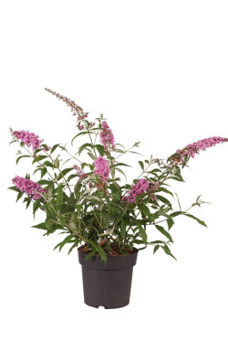 Budlėja Davido (Lot Buddleja d.) 'Pink Delight' C4/P21