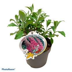 Budlėja Davido (Lot Buddleja d.) 'Peacock' C3/P19 | BUDLĖJOS | KRŪMAI