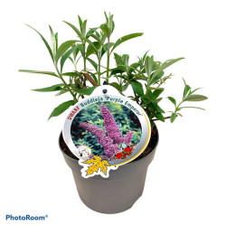 Budlėja Davido (Lot Buddleja d.) 'Purple Emperor' C3/P19 | BUDLĖJOS | KRŪMAI