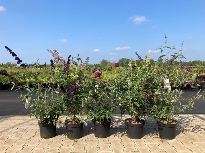 Budlėja Davido (Lot Buddleja d.) 'Royal Red' C7,5/P26 60-70 CM | BUDLĖJOS | KRŪMAI